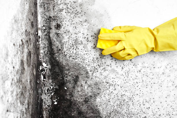 South Lyon, MI Mold Removal Company