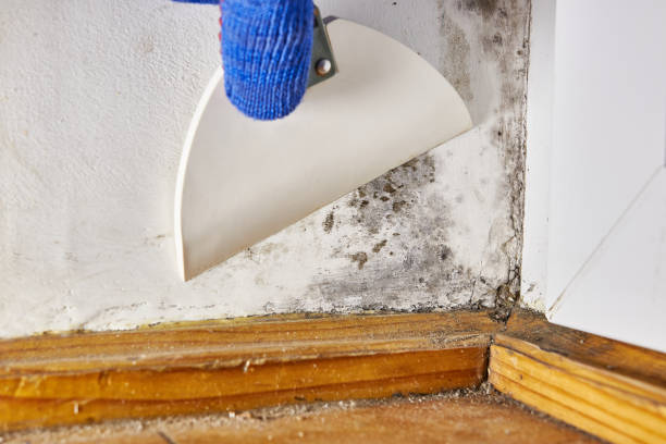 Best Mold Odor Removal Services  in South Lyon, MI